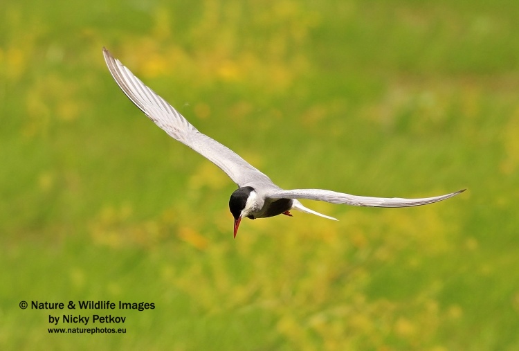 WildLife Photos of Birds, Gulls, Terns & Auks, Whiskered Tern, Chlidonias hybrida